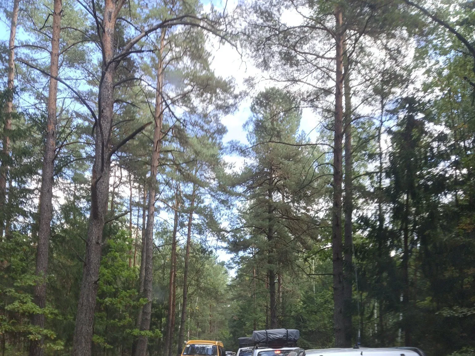 Kolumna samochodów terenowych na piaszczystej leśnej drodze